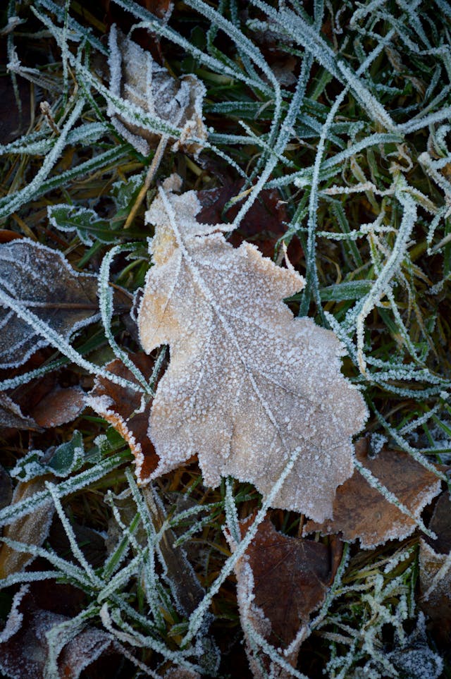 close-up-of-a-frosty-leaf